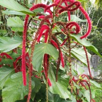 <i>Acalypha hispida</i>  Burm.f.